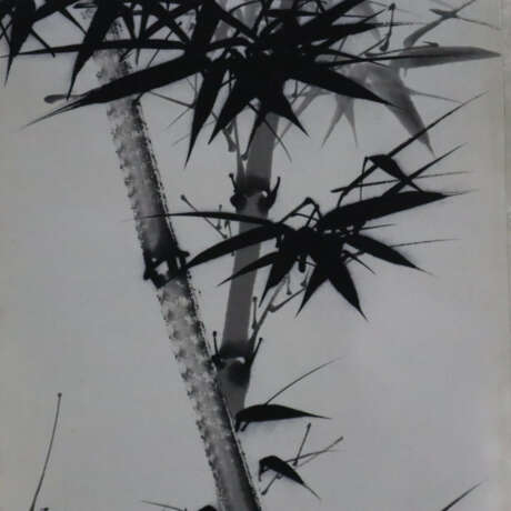 Zwei chinesische Rollbilder -20.Jh.- Bambus / Pfer… - photo 6