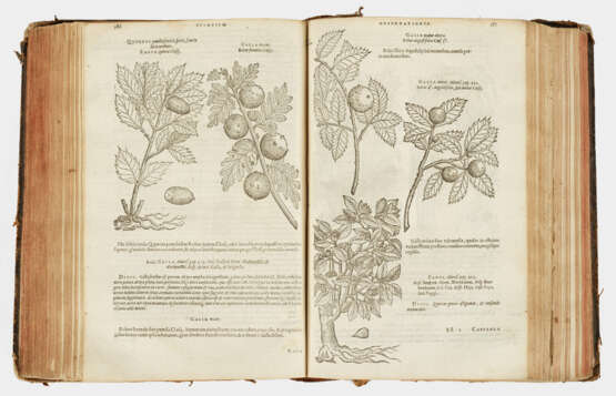 Matthias de Lobel: "Plantarum seu stirpi… - photo 1