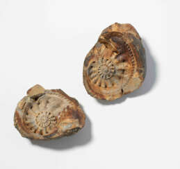 Fossil, Ammonit
