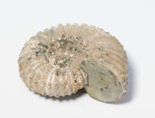 Fossil, Ammonit