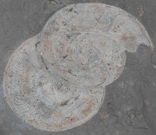 Fossil, Ammoniten - Foto 3