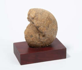 Fossil, Ammonit