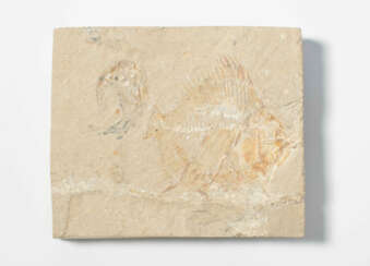 Fossil, Schwimmkrebs mit Fisch