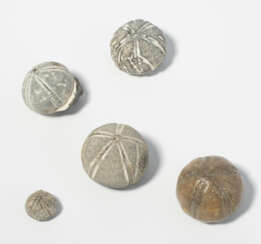 Lot Fossilien, Seeigel