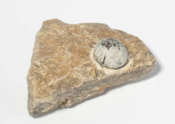 Fossil, Seeigel