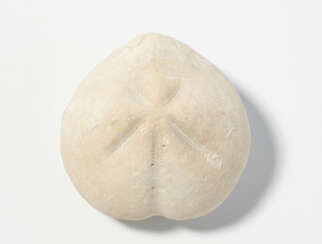 Fossil, Seeigel