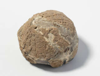 Fossil, Seeigel