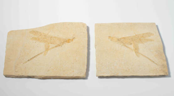 Fossil, Riesenlibelle - Foto 1