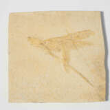 Fossil, Riesenlibelle - Foto 2
