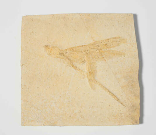 Fossil, Riesenlibelle - Foto 2