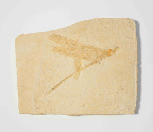 Fossil, Riesenlibelle - Foto 3