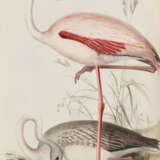 The Birds of Europe - Foto 1