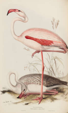 The Birds of Europe - Foto 1