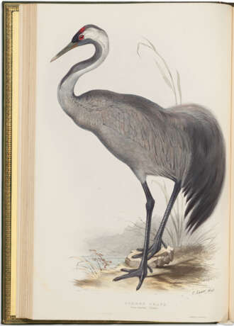 The Birds of Europe - Foto 3
