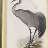 The Birds of Europe - Foto 3