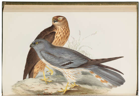The Birds of Europe - Foto 4
