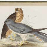 The Birds of Europe - Foto 4
