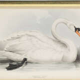 The Birds of Europe - Foto 5