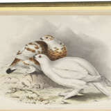 The Birds of Europe - Foto 6
