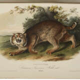 The Quadrupeds of North America - photo 1