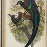 Monograph of the Paradiseidae, or Birds of Paradise, and Ptilonorhynchidae, or Bower-birds - photo 1