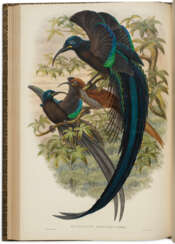 Monograph of the Paradiseidae, or Birds of Paradise, and Ptilonorhynchidae, or Bower-birds