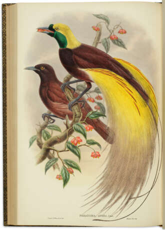 Monograph of the Paradiseidae, or Birds of Paradise, and Ptilonorhynchidae, or Bower-birds - photo 2 Monograph of the Paradiseidae, or Birds of Paradise, and Ptilonorhynchidae, or Bower-birds - photo 2