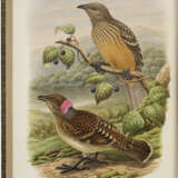 Monograph of the Paradiseidae, or Birds of Paradise, and Ptilonorhynchidae, or Bower-birds - photo 4
