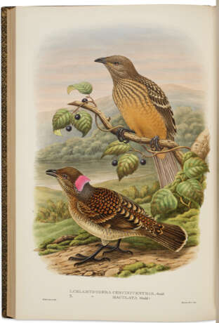Monograph of the Paradiseidae, or Birds of Paradise, and Ptilonorhynchidae, or Bower-birds - photo 4 Monograph of the Paradiseidae, or Birds of Paradise, and Ptilonorhynchidae, or Bower-birds - photo 4