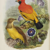 Monograph of the Paradiseidae, or Birds of Paradise, and Ptilonorhynchidae, or Bower-birds - photo 5