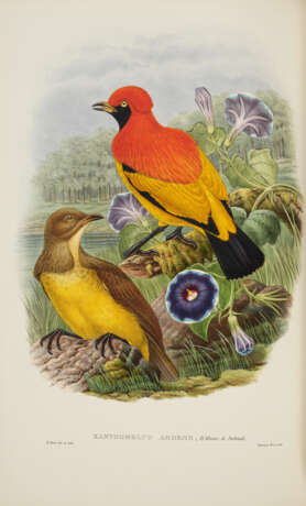 Monograph of the Paradiseidae, or Birds of Paradise, and Ptilonorhynchidae, or Bower-birds - photo 5 Monograph of the Paradiseidae, or Birds of Paradise, and Ptilonorhynchidae, or Bower-birds - photo 5