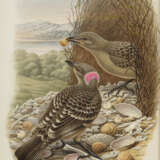Monograph of the Paradiseidae, or Birds of Paradise, and Ptilonorhynchidae, or Bower-birds - photo 6