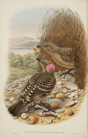 Monograph of the Paradiseidae, or Birds of Paradise, and Ptilonorhynchidae, or Bower-birds - photo 6 Monograph of the Paradiseidae, or Birds of Paradise, and Ptilonorhynchidae, or Bower-birds - photo 6