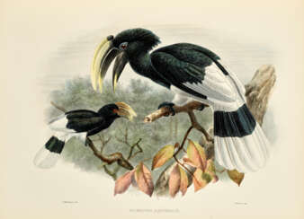 A Monograph of the Bucerotidae, or Family of the Hornbills