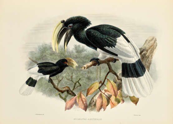 A Monograph of the Bucerotidae, or Family of the Hornbills - фото 1