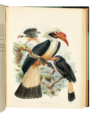 A Monograph of the Bucerotidae, or Family of the Hornbills - фото 2