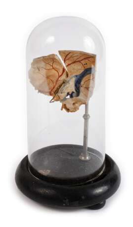 Anatomisches Modell - photo 1