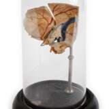 Anatomisches Modell - photo 1