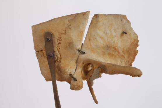 Anatomisches Modell - photo 3