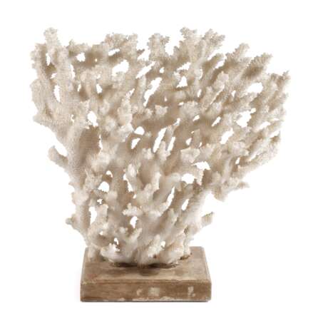 Korallenstock - фото 1