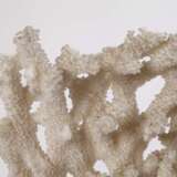 Korallenstock - фото 2