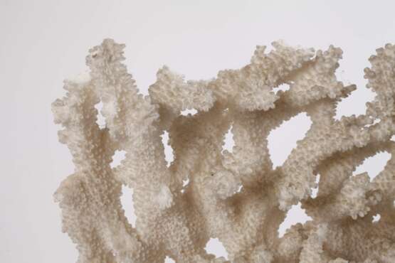 Korallenstock - фото 2