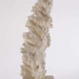 Korallenstock - фото 3