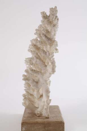 Korallenstock - фото 3