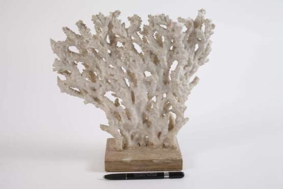 Korallenstock - фото 4