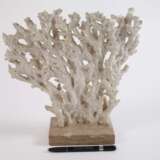 Korallenstock - фото 4