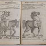 Petri Andreae Matthioli Senensis Medici 1565 - фото 6