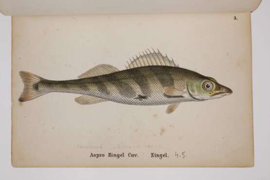 Die Fische Deutschlands und der Schweiz - фото 4
