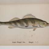 Die Fische Deutschlands und der Schweiz - фото 4