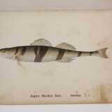 Die Fische Deutschlands und der Schweiz - фото 5